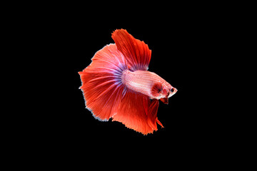 Siamese fighting fish Betta splendens on black background