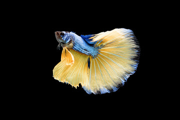 Siamese fighting fish Betta splendens on black background