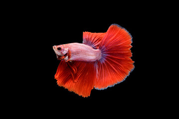 Obraz premium Siamese fighting fish Betta splendens on black background
