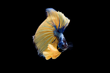 Siamese fighting fish Betta splendens on black background
