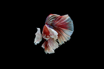 Siamese fighting fish Betta splendens on black background
