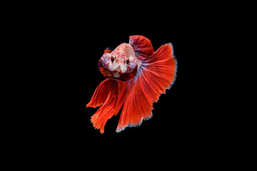 Siamese fighting fish Betta splendens on black background