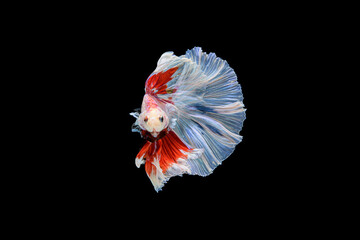Siamese fighting fish Betta splendens on black background