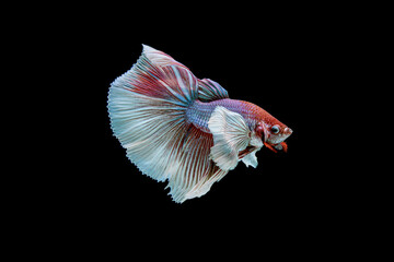 Siamese fighting fish Betta splendens on black background