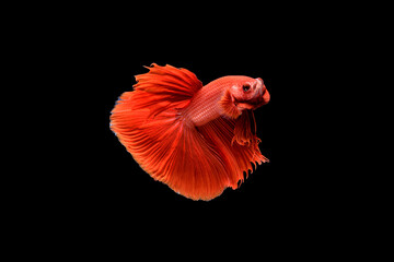 Siamese fighting fish Betta splendens on black background