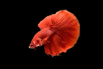 Siamese fighting fish Betta splendens on black background