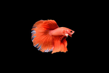 Siamese fighting fish Betta splendens on black background