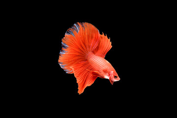 Siamese fighting fish Betta splendens on black background