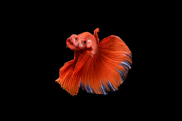 Siamese fighting fish Betta splendens on black background