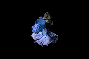 Siamese fighting fish Betta splendens on black background