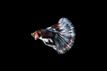 Obraz premium Siamese fighting fish Betta splendens on black background