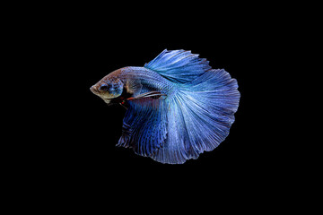 Siamese fighting fish Betta splendens on black background