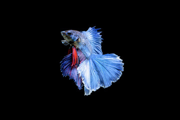 Fototapeta premium Siamese fighting fish Betta splendens on black background