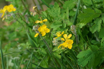クサノオウの黄色い花が咲いている