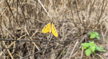 butterfly, insect, nature, flower, summer, yellow, macro, green, animal, wings, wildlife, orange, wing, beautiful, plant, grass, beauty, fly, meadow, flowers, closeup, butterflies, spring, brown, inse