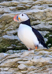 Atlantic puffin in Mingan Archipelago, Cote-Nord, Quebec

