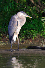 Great blue heron on the river border with green background, Quebec, Canada

