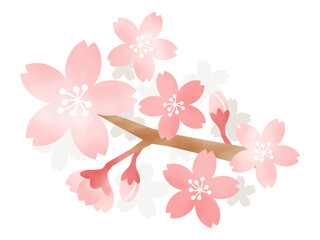 桜の花　水彩風イラスト