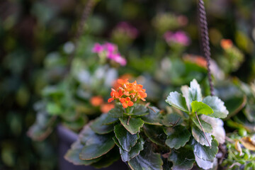  flowers in the garden in springtime