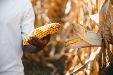hands of an African farmer holding corn