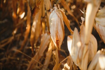 Agricultural field on which grow and change the color of ripe corn. Photo taken closeup with a small depth of field. Autumn season.
