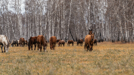 A herd of horses grazes on a large field. Autumn grazing of horses against the background of birch forest © Пётр Рябчун