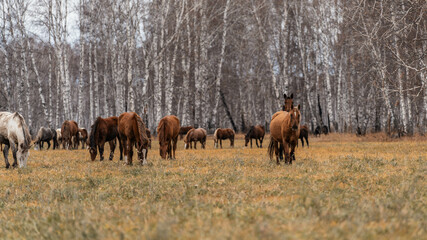 A herd of horses grazes on a large field. Autumn grazing of horses against the background of birch forest