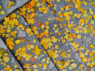 Stone stairs in park filled with colorful autumn leaves