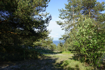 Fototapeta na wymiar landscape with trees and vegetation