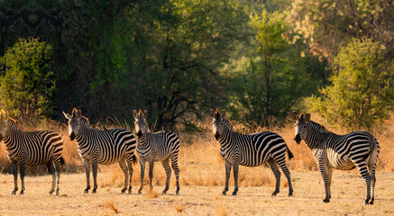Zebras in their habitat looking towards the camera, five zebras in a Zambian national park, portraits of zebra in their habitat