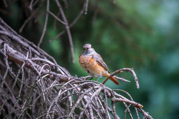 The common redstart female, Phoenicurus phoenicurus, is photographed in close-up sitting on a branch against a blurred background.