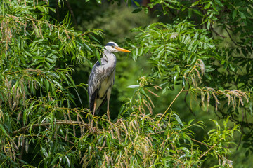 Gray Heron - Ardea cinerea standing on a tree branch by a pond.