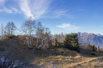 Winter landscape of the Italian mountains. View of the Belluno Dolomites from Mount Nevegal. Birches without leaves under the dramatic sky.
