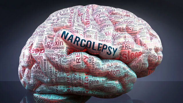 Narcolepsy in human brain, hundreds of crucial terms related to Narcolepsy projected onto a cortex to show broad extent of the condition and to explore concepts linked to it, 3d illustration