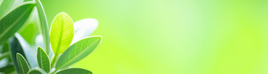 Green nature background for cover page