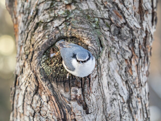 Eurasian nuthatch or wood nuthatch, lat. Sitta europaea, sitting on a tree trunk with a blurred background.