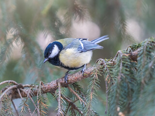 Cute bird Great tit, songbird sitting on the fir branch