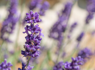 Close up Lavandula angustifolia, Levander floral pattern, bunch of flowers in bloom, purple lilac scented flowering plant on green bokeh background, selective focus