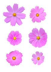Cosmos flowers on the white background.