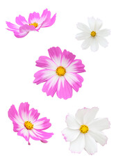 Fototapeta premium Cosmos flowers on the white background.