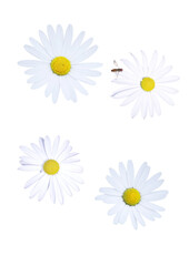Daisy flowers on the white background.
