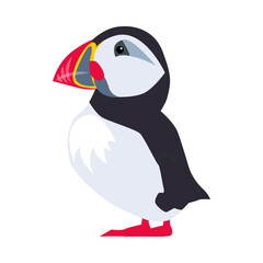 Cute Puffin as Arctic Animal with Black and White Plumage and Large Bright Beak Vector Illustration
