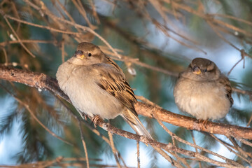 Sparrow sits on a fir branch in the sunset light.