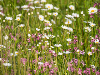 Nature scene with blooming flower meadow with white Leucanthemum, Shasta daisy and pink Lychnis viscaria blossom. Spring gentle nature background. Daisies on the field on a sunny day. Selective focus