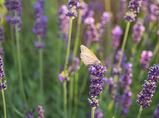 Close up Lavandula angustifolia, Levander with small heath butterfly, Coenonympha pamphilus. Bunch...