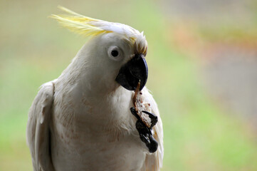 On a cold wet day a white cockatoo eats a piece if bead taken from a discarded sandwich