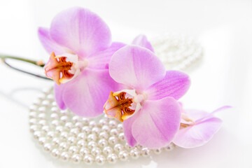 pearl and purple orchid on a white glas