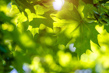 Green nature background with maple leaves
