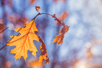 Red oak leaves on blue sky background

