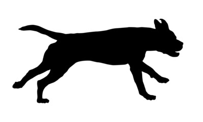 Running italian corso dog. Black dog silhouette. Pet animals. Isolated on a white background. Vector illustration.
